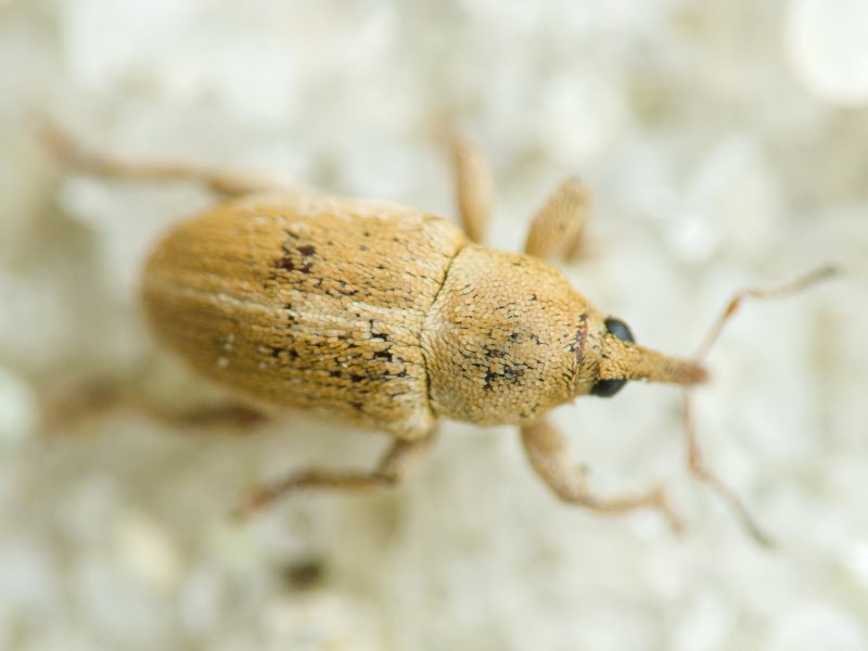 Tychius Germar, 1817